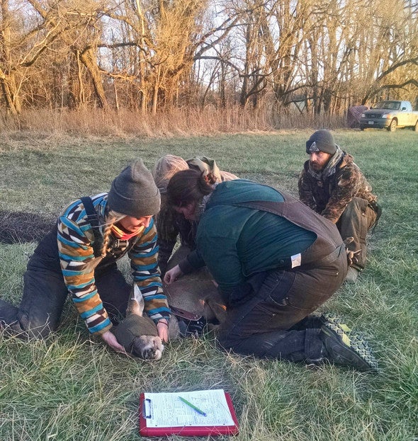 Deer Research