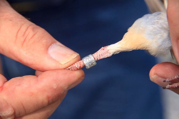 Leg of a dove being banded