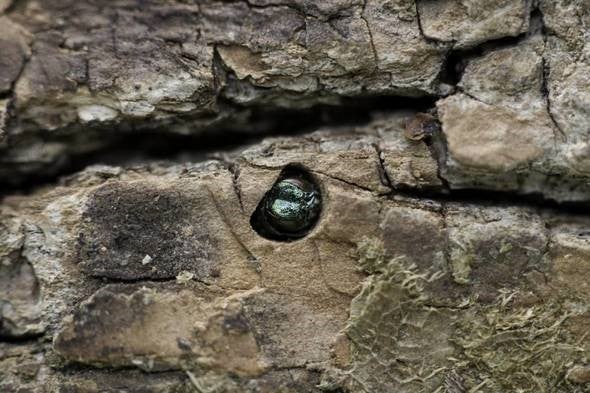 Emerald Ash Borer found in Green and Polk Counties