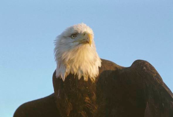 Bald eagle.