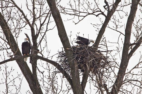 Eagle Nest at Loess Bluffs