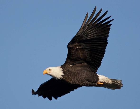 Eagle