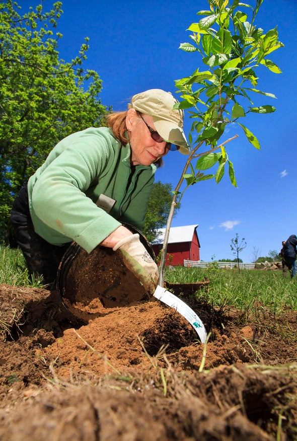 Person planting sapling at Eberwein Park