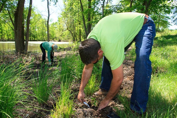 Person planting milkweed at Eberwein Park 