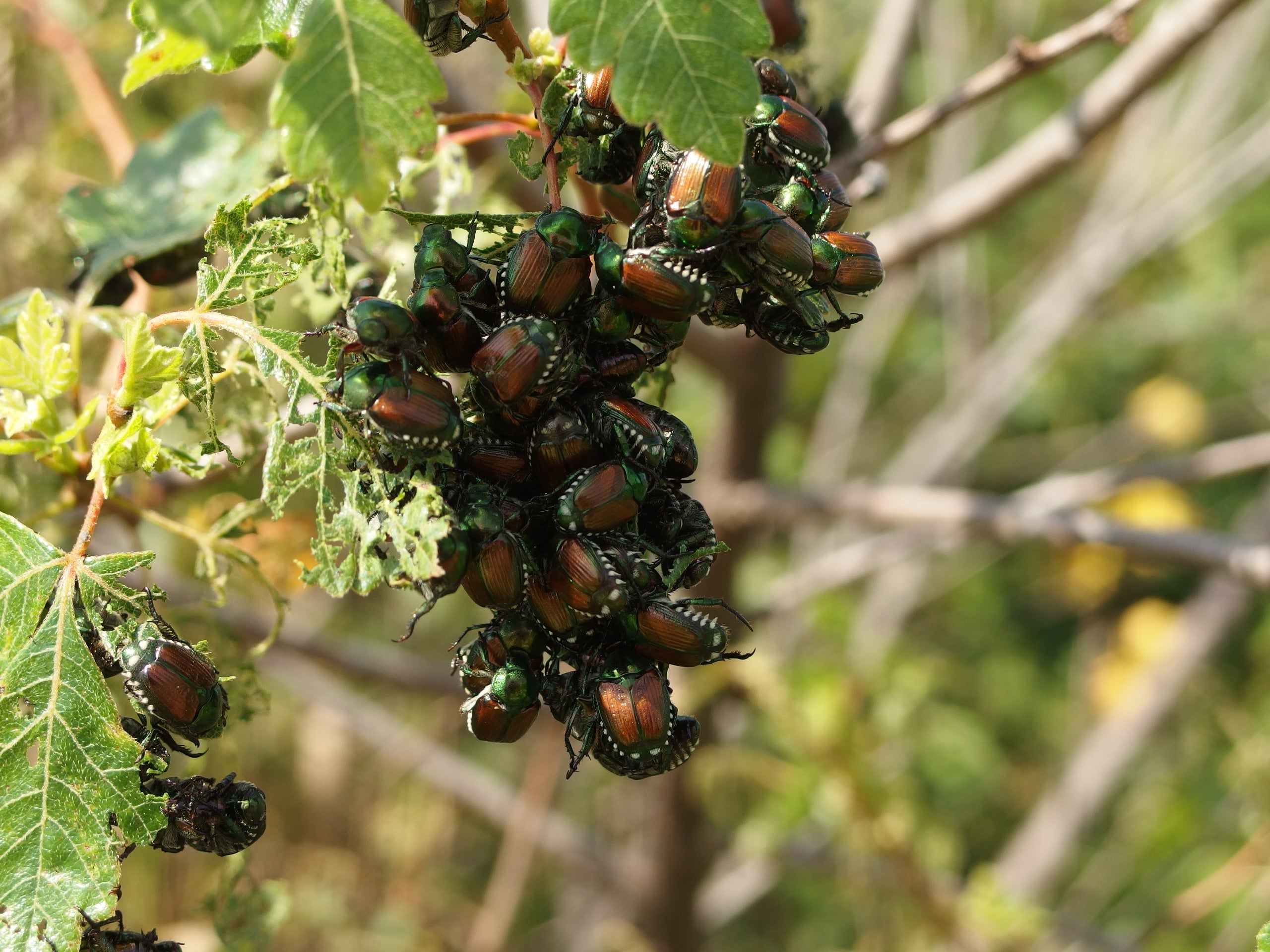Japanese Beetles eating leaves.