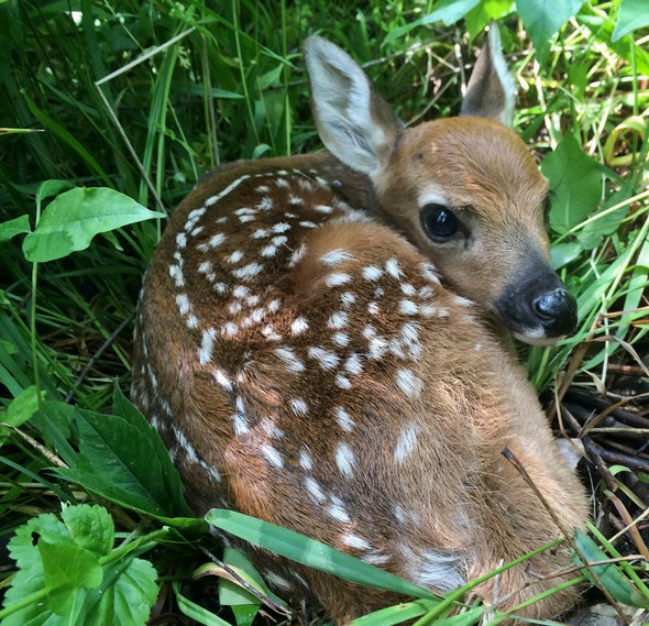 fawn