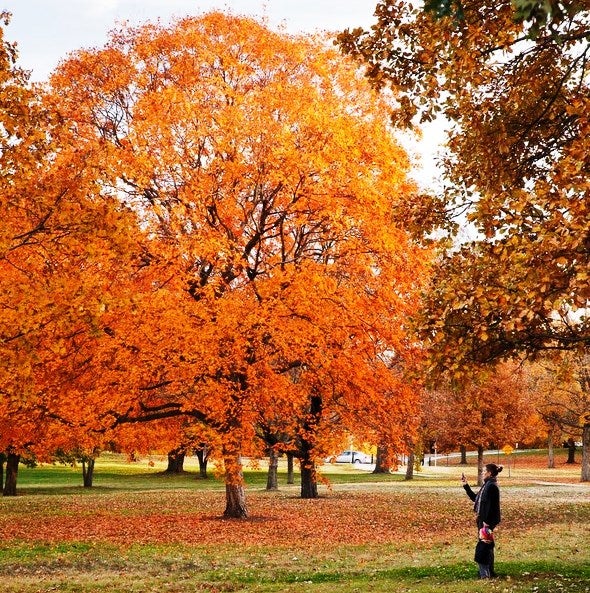 Person taking pics of trees in Forest Park