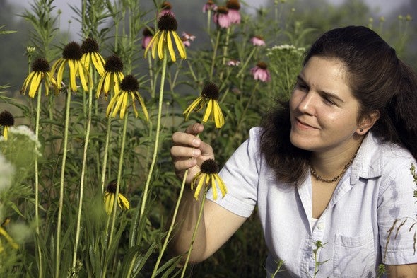 woman looks at yellow coneflowers