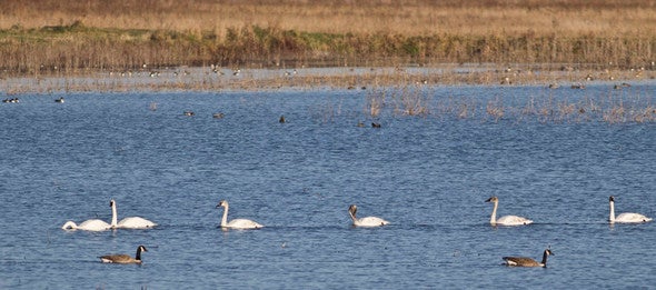 Geese
