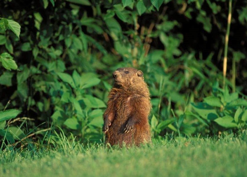 Groundhog in grass