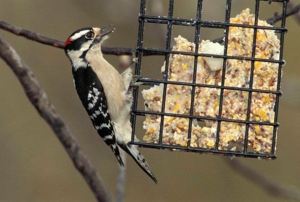 woodpecker