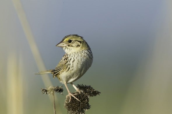 A Henslow's sparrow perches on a plant in a pasture.