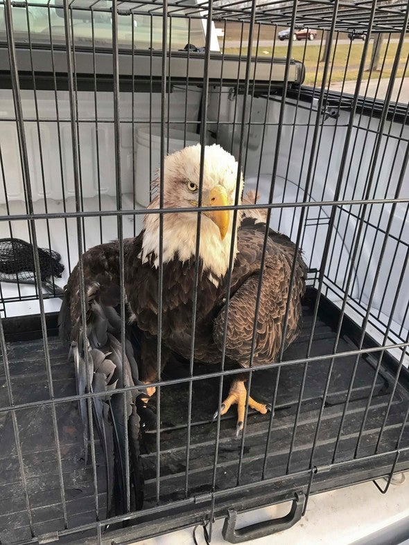 Injured eagle