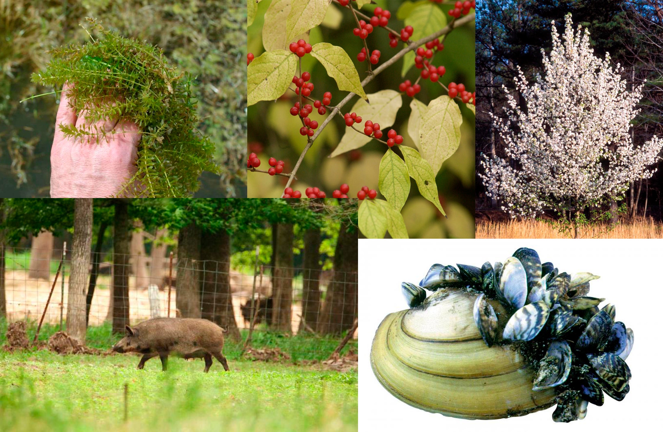 Invasive species photo