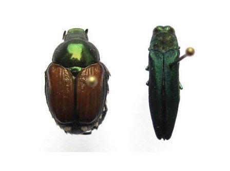 Japanese Beetle and EAB