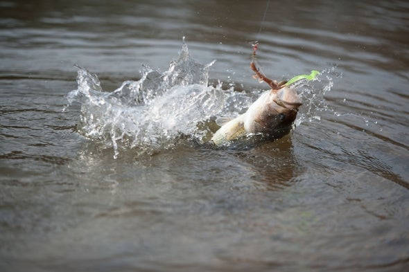Bass jumping out of the water.