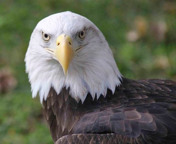 Bald Eagle.