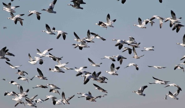 Geese