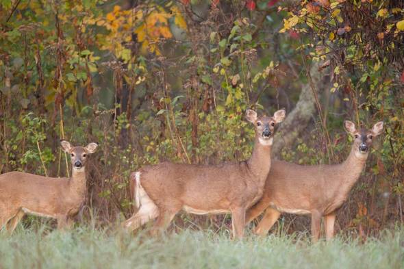 Three deer in a conservation area
