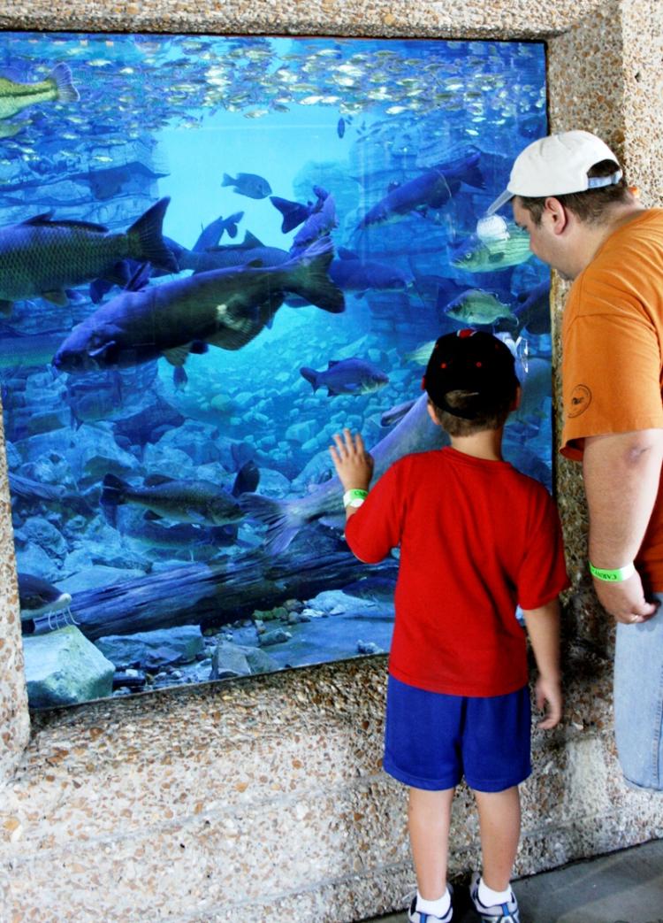 two people look at fish in aquarium at State Fair