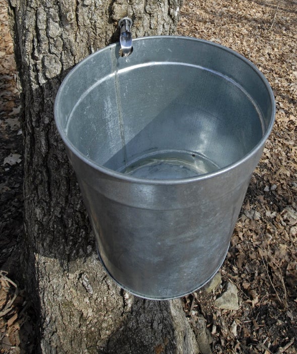 Bucket with maple sap