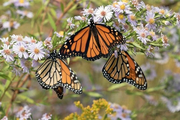 monarch butterflies.