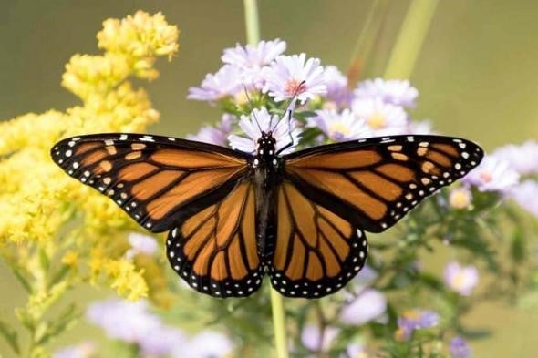 Monarch Butterfly