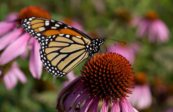 Monarch resting on a flower.