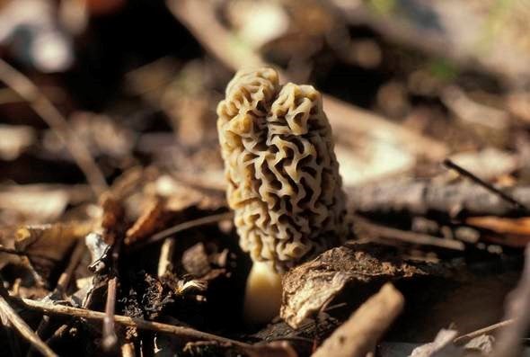 morel mushroom