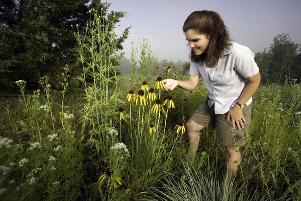 woman looking at coneflowers