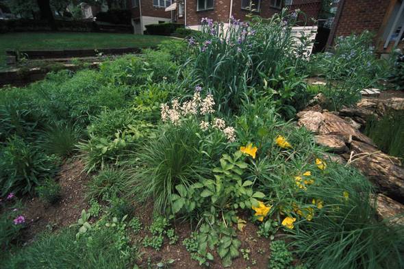 Native plants.