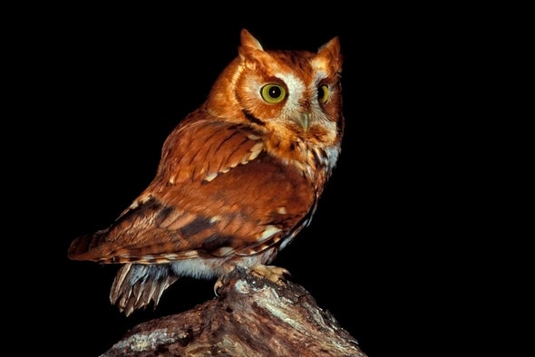 Owl