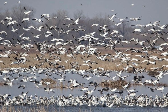 Ducks in flight at Nodaway Valley Conservation Area