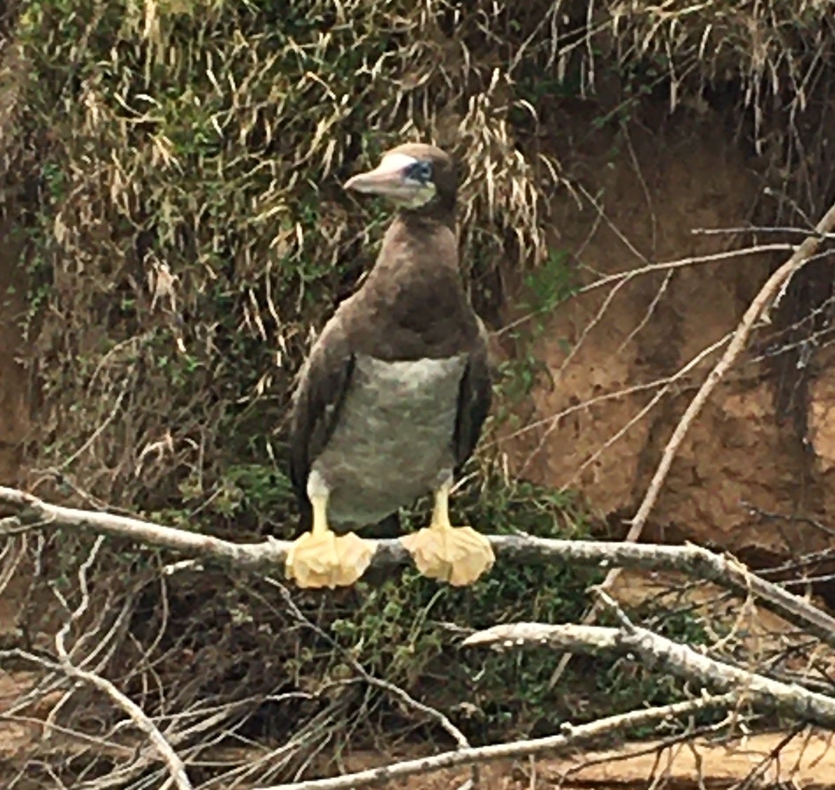 Brown Booby on the Current River