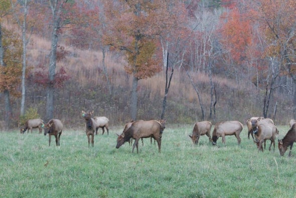 Elk in the field at Peck Ranch Conservation Area.