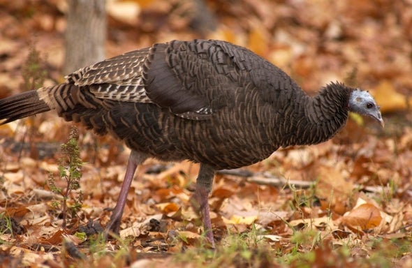 Hen turkey