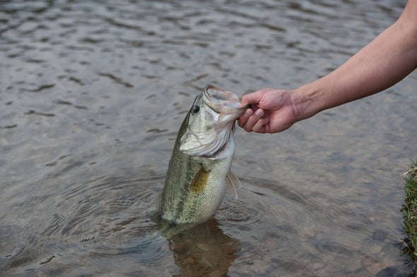Largemouth bass.