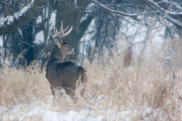 Buck at Punkin Center Access