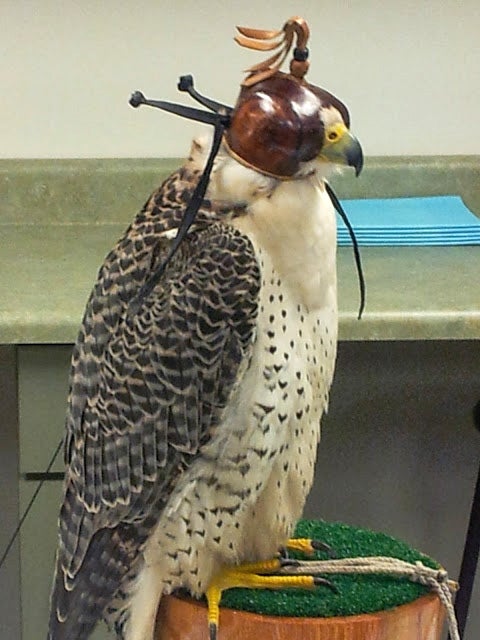 Falcon