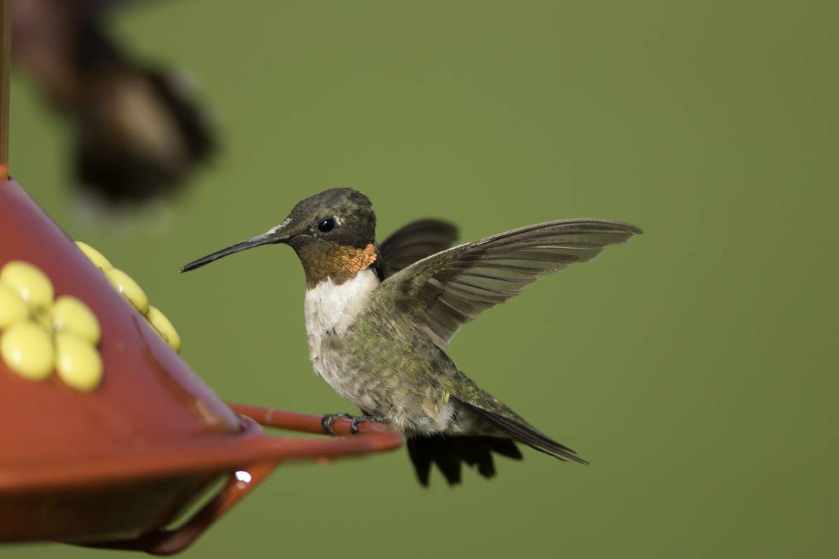 MDC encourages public to learn about hummingbirds during spring