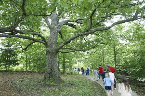 A school class walks along a trail past a large oak tree