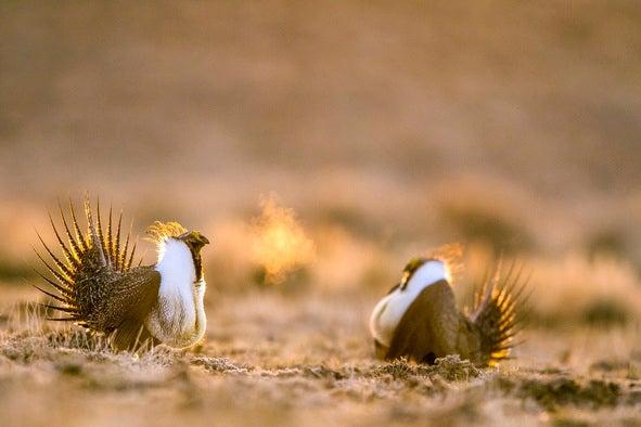 grouse