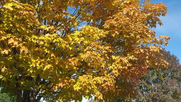 Beautiful yellow foliage 