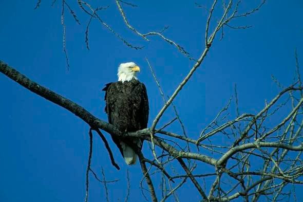 Bald eagle resting on a branch in a tree.