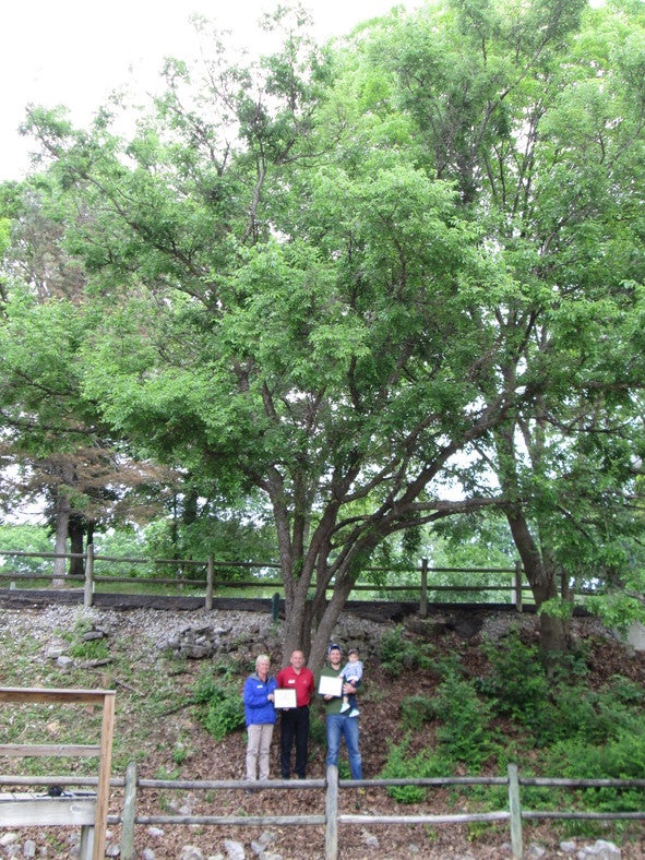 State Champion Dwarf Hackberry Tree