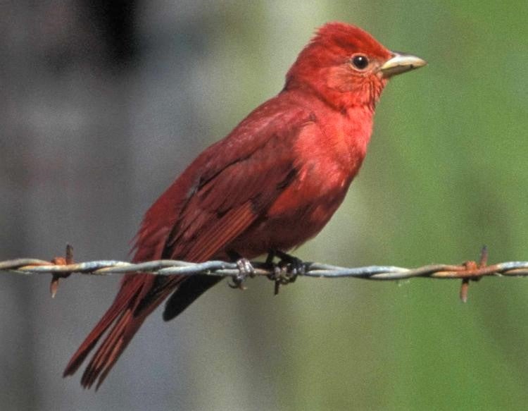 Male Summer Tanager