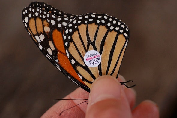 Tagged monarch butterfly