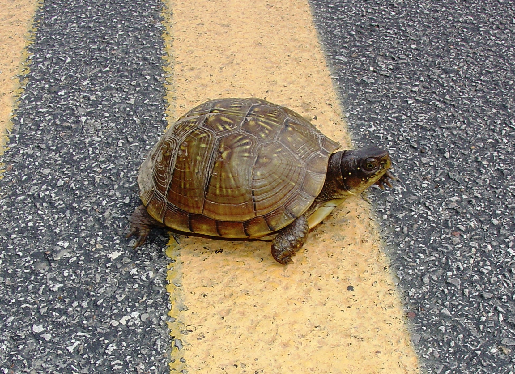 box turtle crossing road