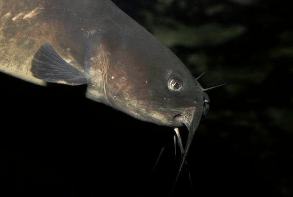 Channel catfish
