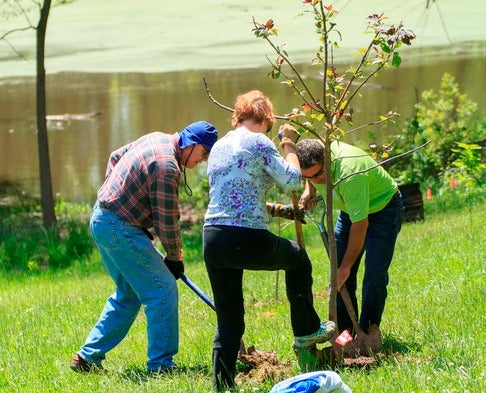 Three people plant a tree at Eberwein Park in Chesterfield